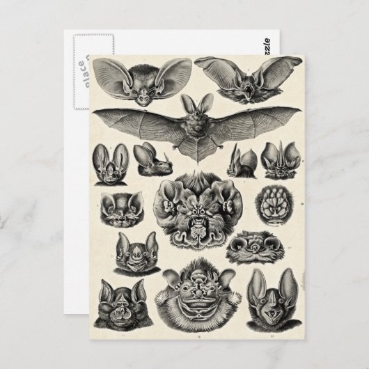 Carte Postale Haeckel Chiroptera (Devant / Derrière)