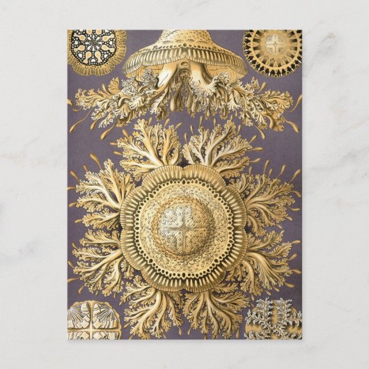 Carte Postale Haeckel Discomedusae (Devant)