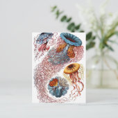 Carte Postale Haeckel Discomedusae (Debout devant)