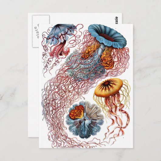 Carte Postale Haeckel Discomedusae (Devant / Derrière)