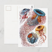 Carte Postale Haeckel Jellyfish (Devant / Derrière)