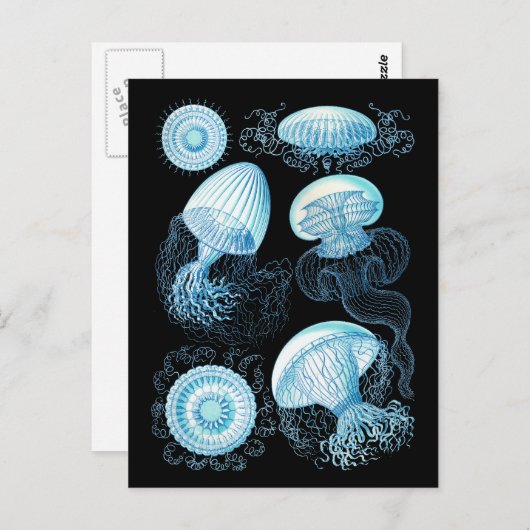 Carte Postale Haeckel Jellyfish (Devant / Derrière)