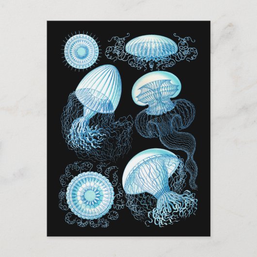Carte Postale Haeckel Jellyfish (Devant)