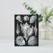 Carte Postale Haeckel Négatif (Debout devant)