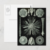 Carte Postale Haeckel Négatif (Devant / Derrière)
