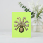 Carte Postale Haeckel Octopus (Debout devant)