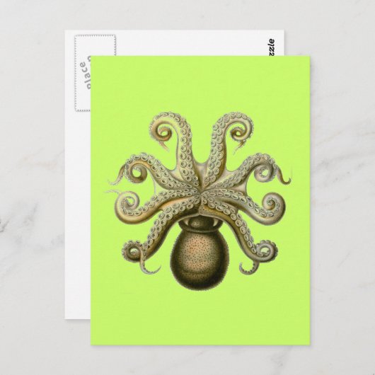Carte Postale Haeckel Octopus (Devant / Derrière)
