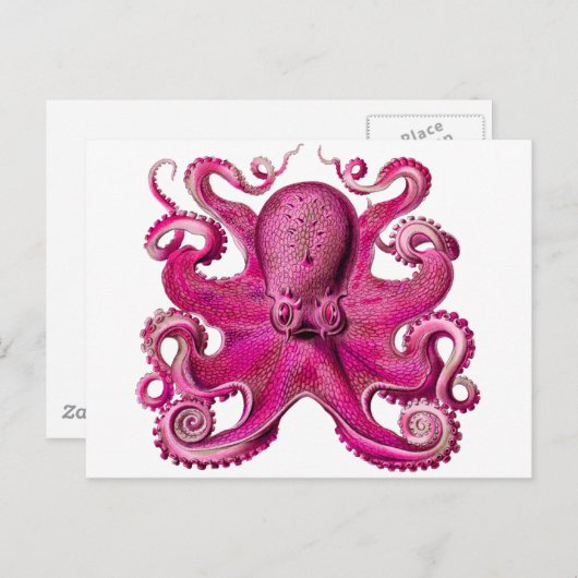 Carte Postale Haeckel Octopus rose (Devant / Derrière)