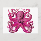 Carte Postale Haeckel Octopus rose (Devant)