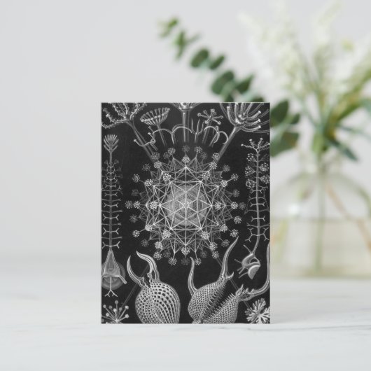 Carte Postale Haeckel Phaeodaria (Debout devant)