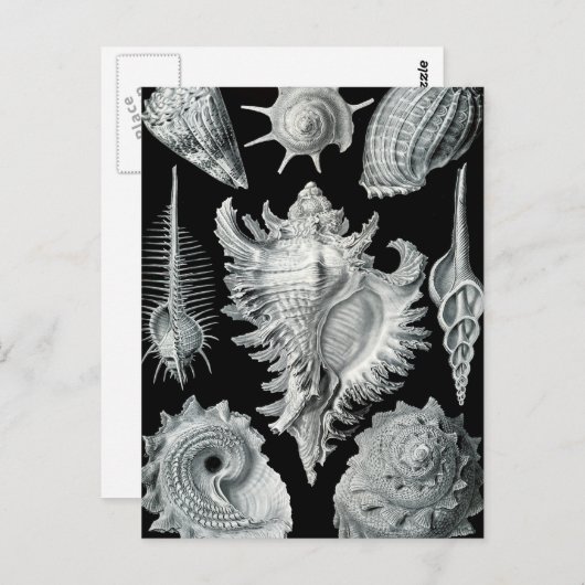 Carte Postale Haeckel Prosobranchia (Devant / Derrière)