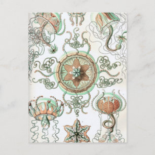 Carte Postale Haeckel Trachomedusae