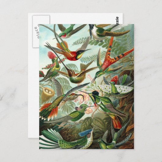 Carte Postale Haeckel Trochilidae (Devant / Derrière)