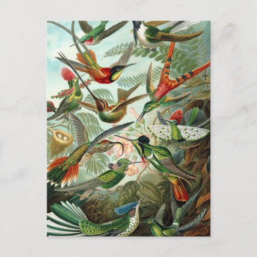 Carte Postale Haeckel Trochilidae (Devant)