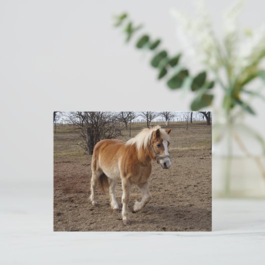 Carte Postale Haflinger (Debout devant)