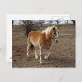 Carte Postale Haflinger (Devant / Derrière)