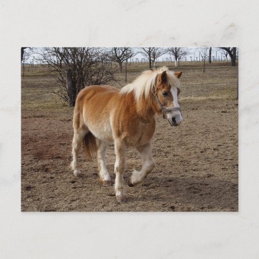 Carte Postale Haflinger (Devant)