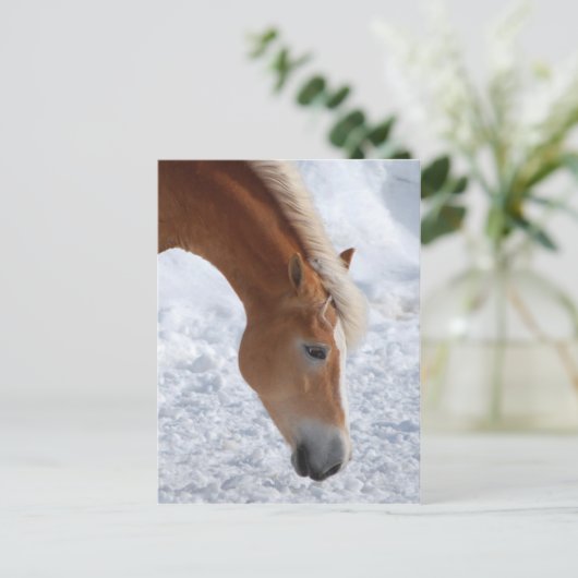 Carte Postale Haflinger 1 (Debout devant)
