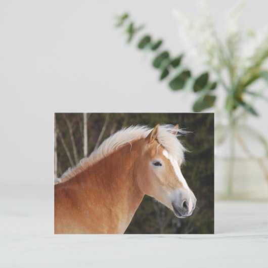 Carte Postale Haflinger 2 (Debout devant)