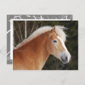 Carte Postale Haflinger 2 (Devant / Derrière)
