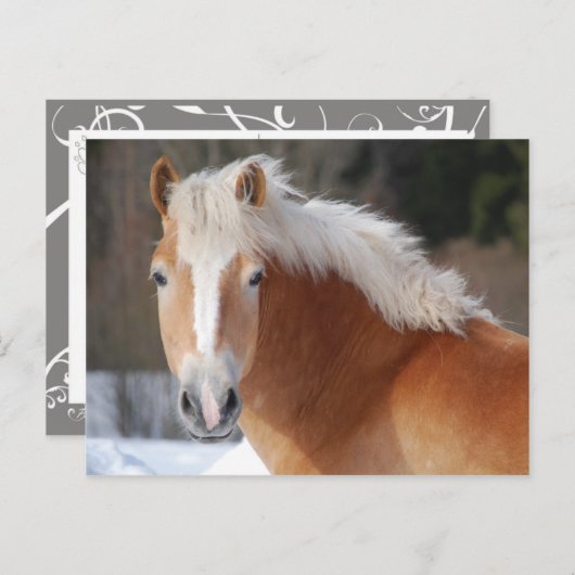 Carte Postale Haflinger 3 (Devant / Derrière)