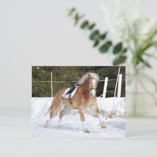 Carte Postale Haflinger 4 (Debout devant)