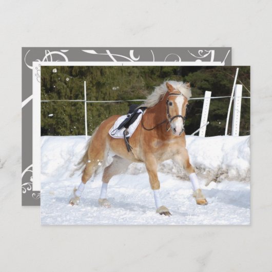 Carte Postale Haflinger 4 (Devant / Derrière)