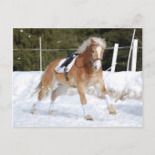 Carte Postale Haflinger 4 (Devant)