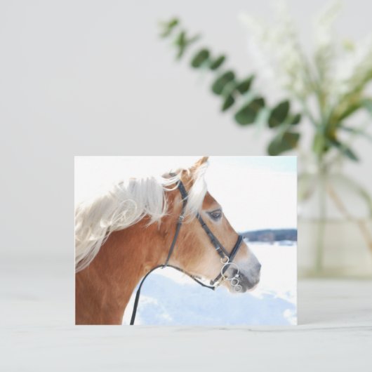 Carte Postale Haflinger 5 (Debout devant)