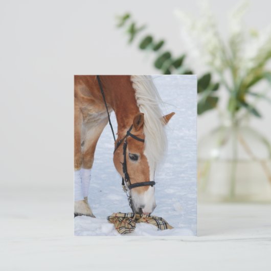 Carte Postale Haflinger 7 (Debout devant)