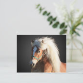 Carte Postale Haflinger Horse avec belle crinière (Debout devant)
