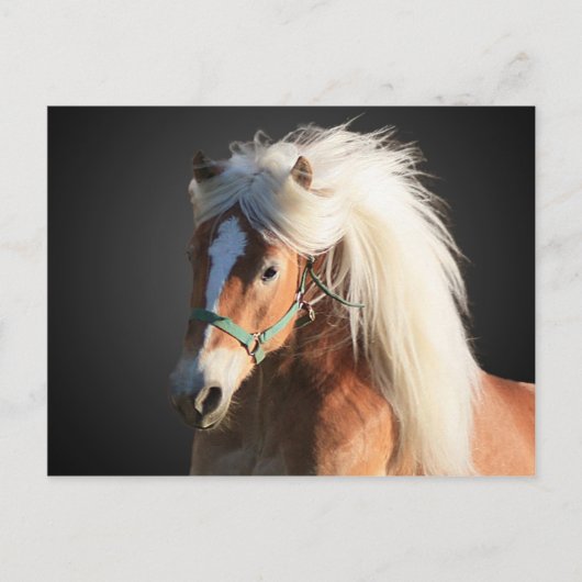 Carte Postale Haflinger Horse avec belle crinière (Devant)