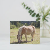 Carte Postale Haflinger Palomino Pony en été Pony Photo (Debout devant)