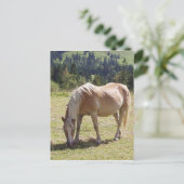 Carte Postale Haflinger Palomino Pony en été Pony Photo (Debout devant)