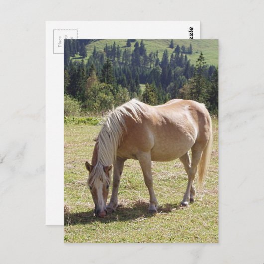 Carte Postale Haflinger Palomino Pony en été Pony Photo (Devant / Derrière)