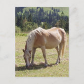 Carte Postale Haflinger Palomino Pony en été Pony Photo (Devant)