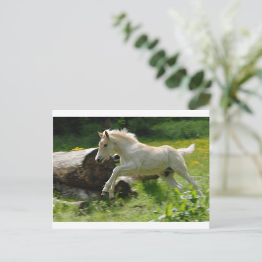 Carte Postale Haflinger Pony (Debout devant)