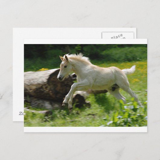 Carte Postale Haflinger Pony (Devant / Derrière)
