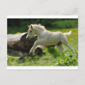 Carte Postale Haflinger Pony (Devant)