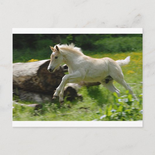 Carte Postale Haflinger Pony (Devant)