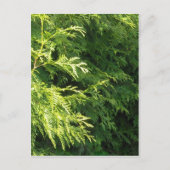 Carte Postale Haie de cèdre (Devant)