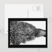 Carte Postale haie d'hiver (Devant / Derrière)