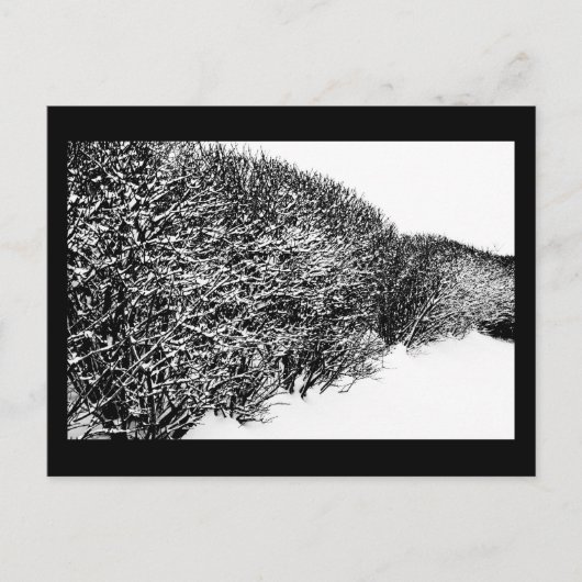 Carte Postale haie d'hiver (Devant)