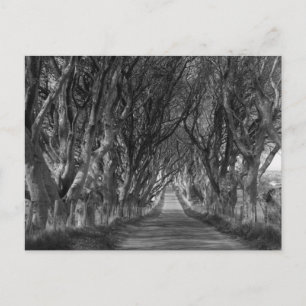 Carte Postale Haies sombres en noir et blanc