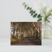 Carte Postale Haies sombres Irlande (Debout devant)