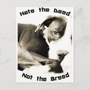 Carte Postale haïr l'acte pas la race pitbull