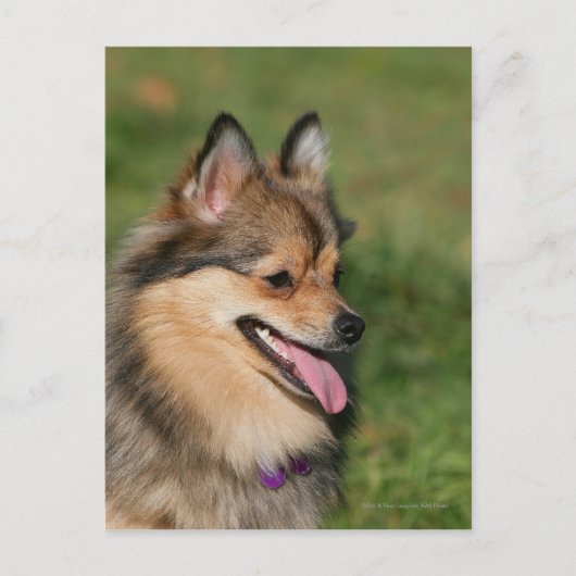 Carte Postale Halètement de Headshot de Pomeranian (Devant)