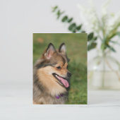 Carte Postale Halètement de Headshot de Pomeranian (Debout devant)