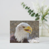 Carte Postale Haliaeetus leucocephalus (Debout devant)