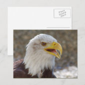 Carte Postale Haliaeetus leucocephalus (Devant / Derrière)